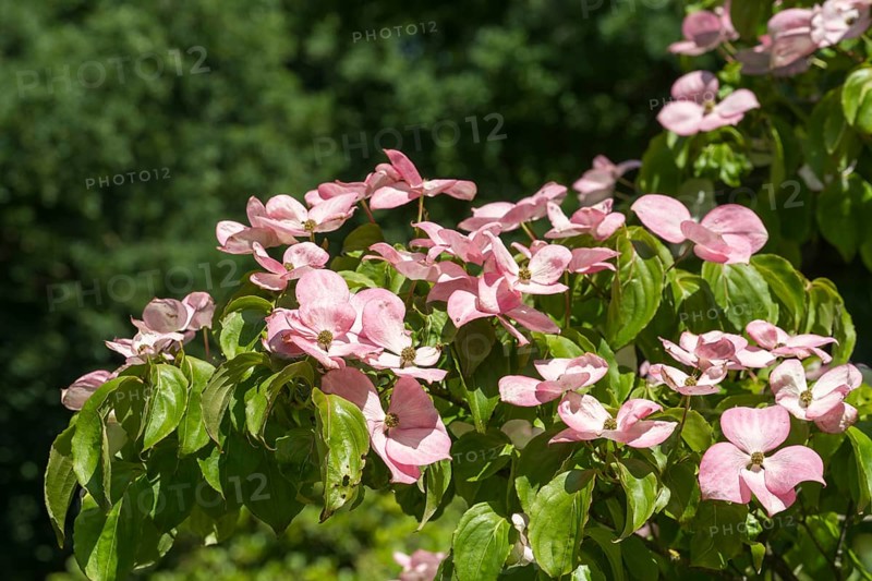 Flowering dogwood (Cornus kousa), several pink flowers, North Rhine-Westphalia, Germany