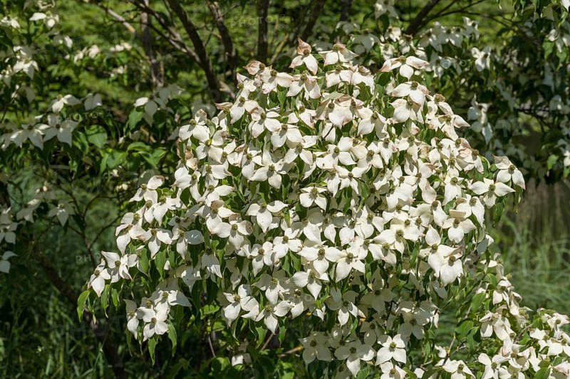 Flowering dogwood (Cornus kousa), white flowers, bush, North Rhine-Westphalia, Germany