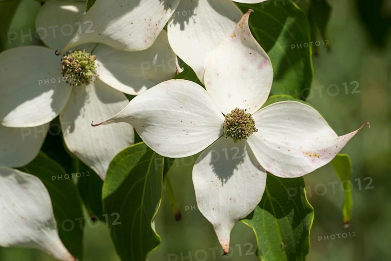 Blossoms of the flowering dogwood (Cornus kousa), white flowers, North Rhine-Westphalia, Germany