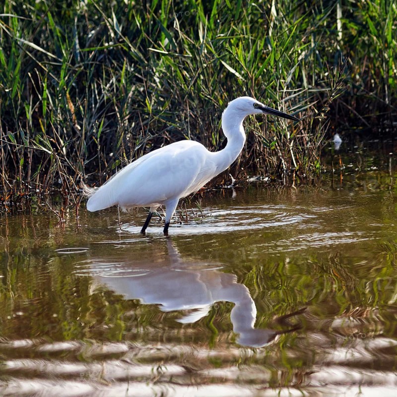 Little Egret (Egretta garzetta) in the pond, looking for food, Pont de Gau Bird Park, Camargue, France