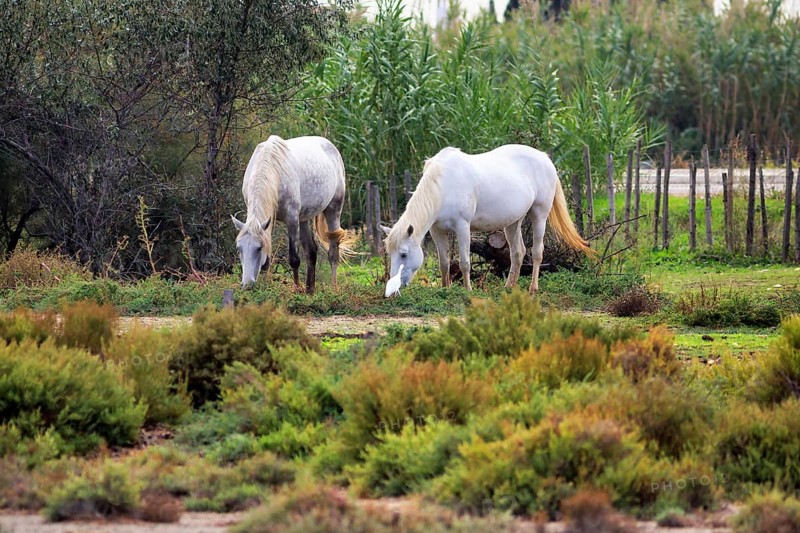 Two Camargue horses, also known as Crin Blanc, grazing side by side, Pont de Gau bird park, Camargue, France