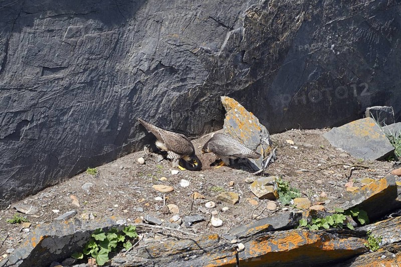Peregrine falcon (Falco peregrinus), pair at the breeding site on a cliff, Alentejo, Portugal