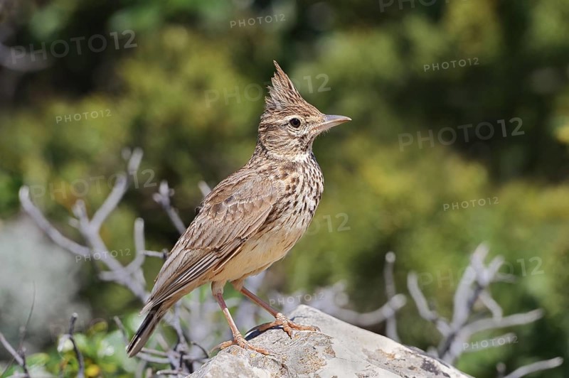 Theclal lark (Galerida theklae) sitting on a stone, Algarve, Portugal