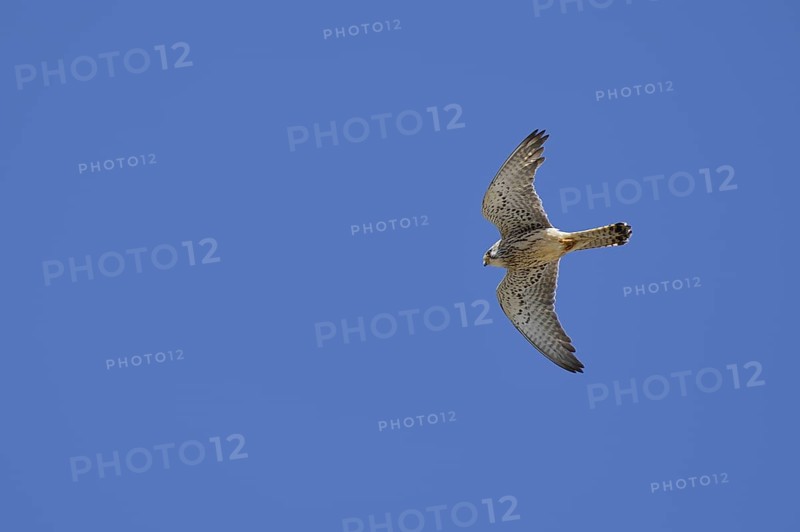 Lesser kestrel (Falco naumanni), female in flight, Alentejo, Portugal