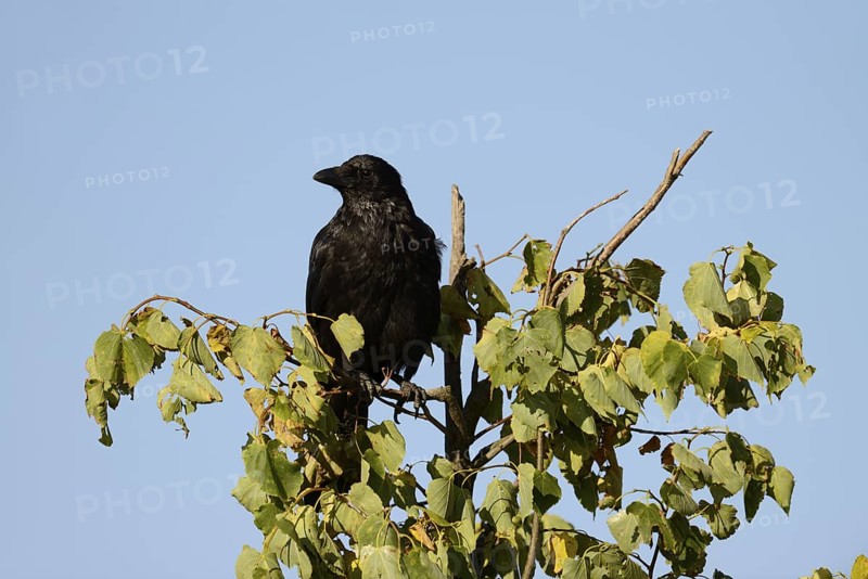 Raven crow or carrion crow (Corvus corone), North Rhine-Westphalia, Germany