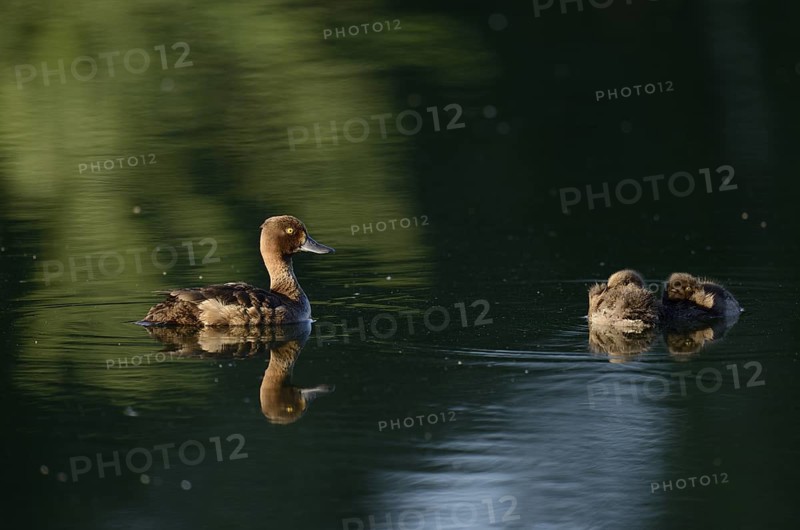 Tufted Duck (Aythya fuligula), female with chicks, North Rhine-Westphalia, Germany