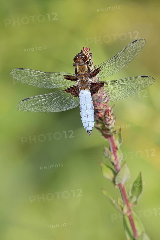 Flat belly (Libellula depressa), male, North Rhine-Westphalia, Germany