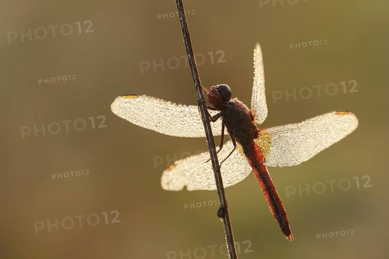 Scarlet Dragonfly (Crocothemis erythraea), male with dewdrops in backlight, North Rhine-Westphalia, Germany