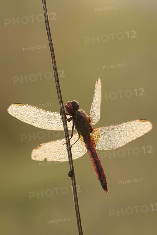 Scarlet Dragonfly (Crocothemis erythraea), male with dewdrops in backlight, North Rhine-Westphalia, Germany