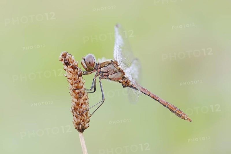 Vagrant darter (Sympetrum vulgatum), male, North Rhine-Westphalia, Germany