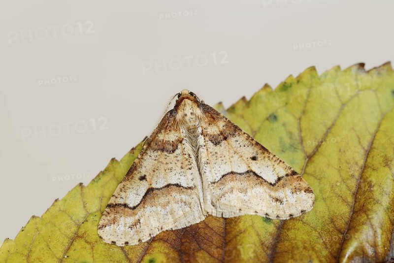 Mottled Umber (Erannis defoliaria), male, North Rhine-Westphalia, Germany