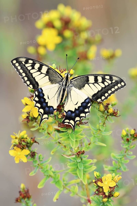 Swallowtail (Papilio machaon), North Rhine-Westphalia, Germany