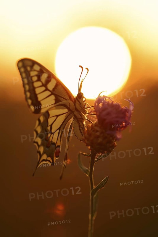 Swallowtail (Papilio machaon) at sunrise, North Rhine-Westphalia, Germany