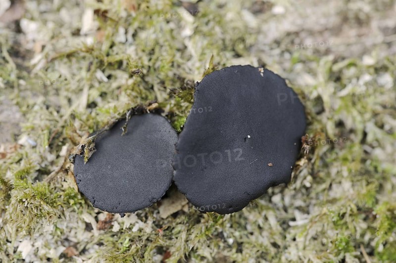 Black bulgar (Bulgaria inquinans), North Rhine-Westphalia, Germany