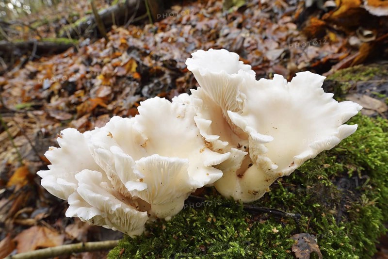 Lung mushroom or spoon-shaped mushroom (Pleurotus pulmonarius), North Rhine-Westphalia, Germany