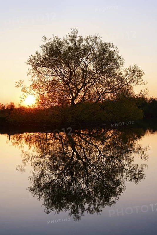 Silver willow (Salix alba) by the river Lippe at sunrise, North Rhine-Westphalia, Germany