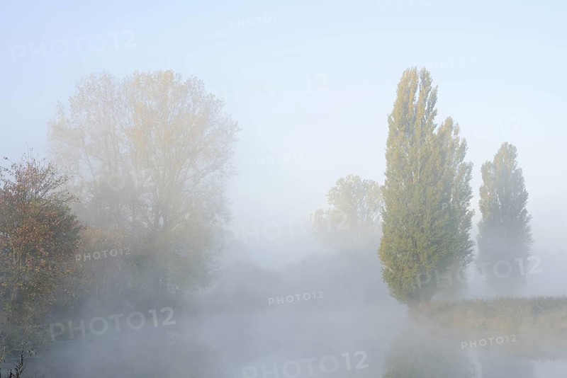 Lip with Canada poplar (Populus x canadensis, Populus x euramericana) and pyramid poplars (Populus nigra 'Italica') in the morning mist, autumn, North Rhine-Westphalia, Germany