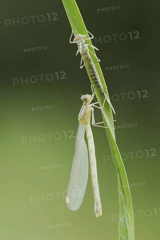 Willow Emerald Damselfly (Chalcolestes viridis) freshly hatched dragonfly and exuvia, North Rhine-Westphalia, Germany