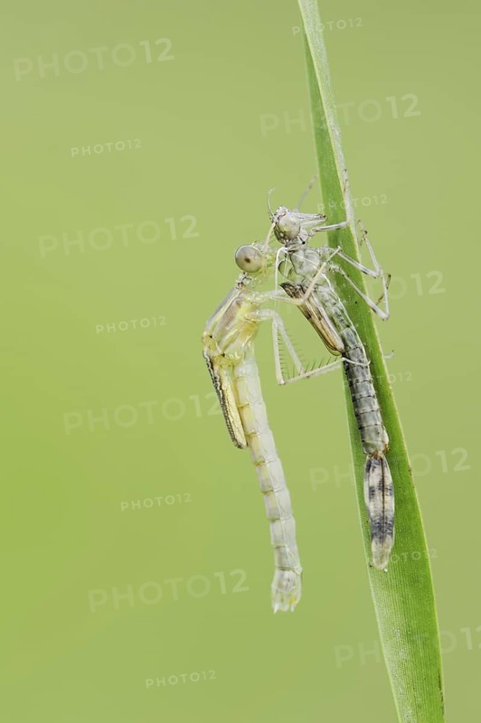 Willow Emerald Damselfly (Chalcolestes viridis) freshly hatched dragonfly hanging from its exuvia, North Rhine-Westphalia, Germany