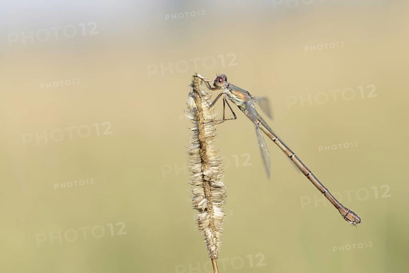 Willow Emerald Damselfly (Chalcolestes viridis), female, North Rhine-Westphalia, Germany