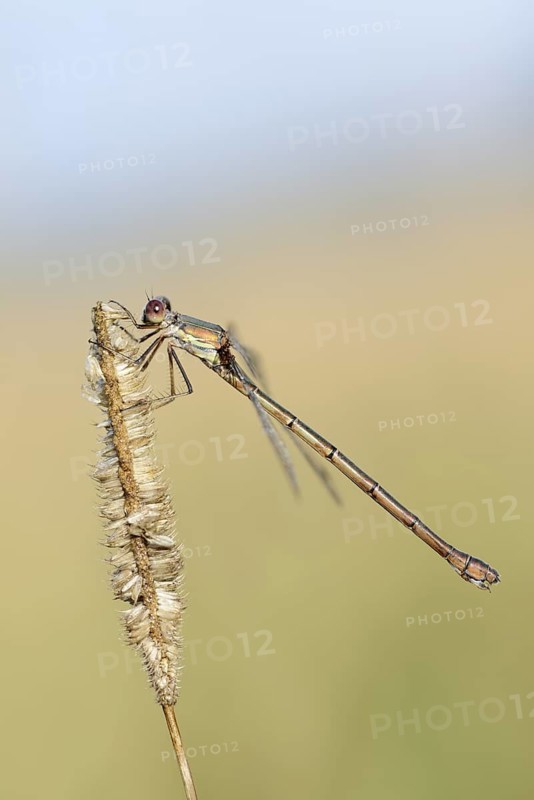 Willow Emerald Damselfly (Chalcolestes viridis), female, North Rhine-Westphalia, Germany