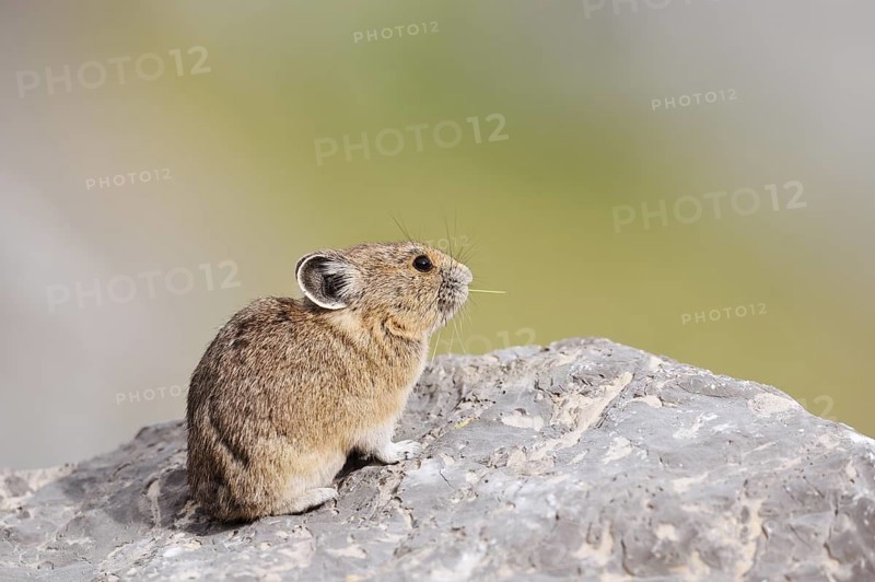 American pika (Ochotona princeps) sitting on a rock and eating blades of grass, Jasper National Park, Alberta, Canada