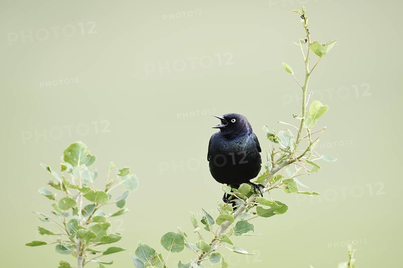 Purple Blackbird (Euphagus cyanocephalus), singing male, Waterton Lakes National Park, Alberta, Canada