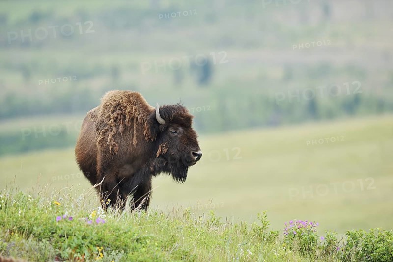 American Bison (Bos bison), female, Alberta, Canada