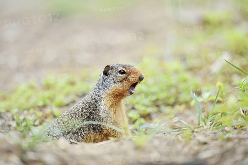Columbia ground squirrel (Urocitellus columbianus, Spermophilus columbianus) looks out of its burrow and calls, Banff National Park, Alberta, Canada