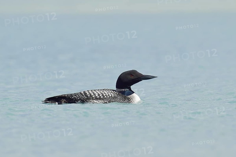 Common loon (Gavia immer), Banff National Park, Alberta, Canada
