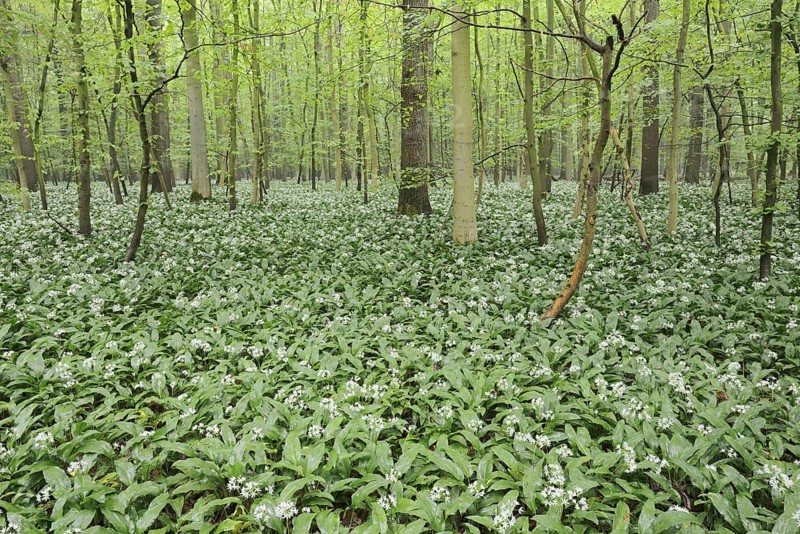 Wild garlic (Allium ursinum) in bloom in a deciduous forest, spring, North Rhine-Westphalia, Germany