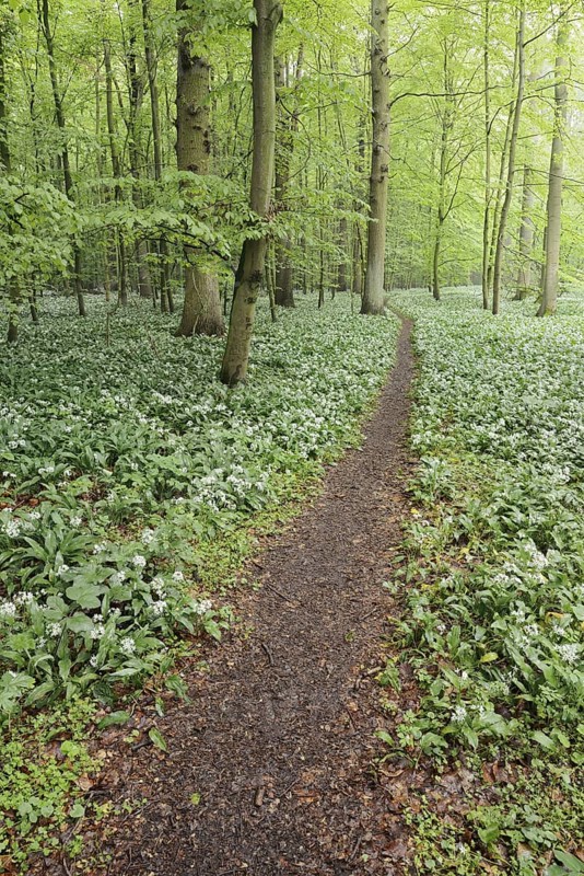 Flowering wild garlic (Allium ursinum) and path in a deciduous forest, spring, North Rhine-Westphalia, Germany