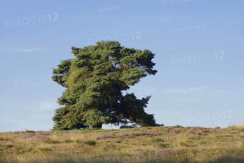 Scots pine or Scots pine (Pinus sylvestris) in heathland, Westruper Heide, North Rhine-Westphalia, Germany