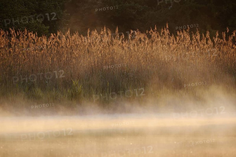 Lake and reed (Phragmites australis) with morning mist at sunrise, North Rhine-Westphalia, Germany