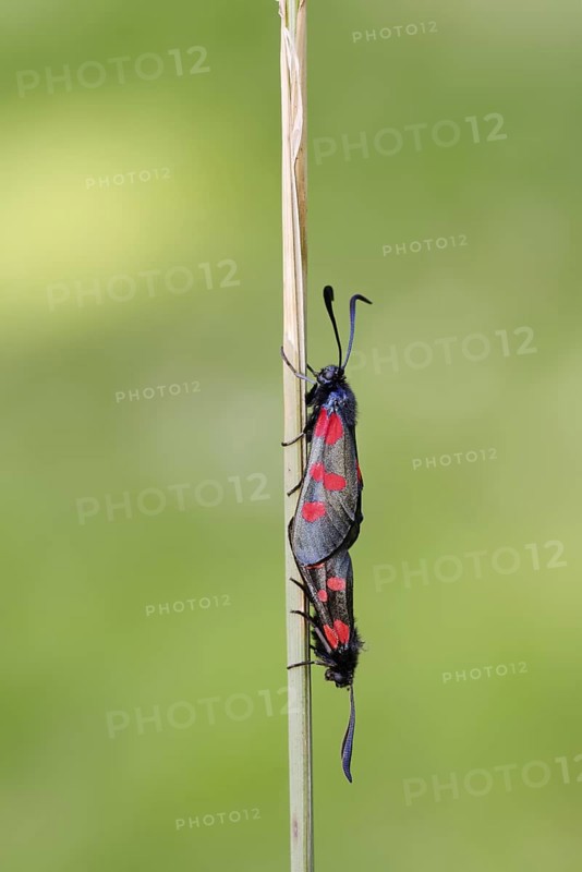 Horned Clover Oriole (Zygaena lonicerae), pair copulating, Brittany, France