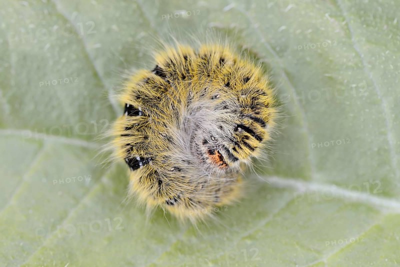 Clover moth (Lasiocampa trifolii), caterpillar, France