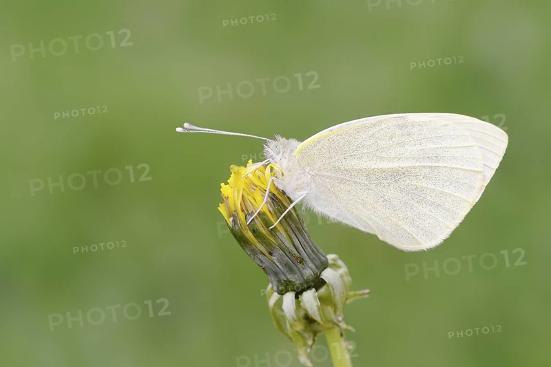 Small white (Pieris rapae), North Rhine-Westphalia, Germany