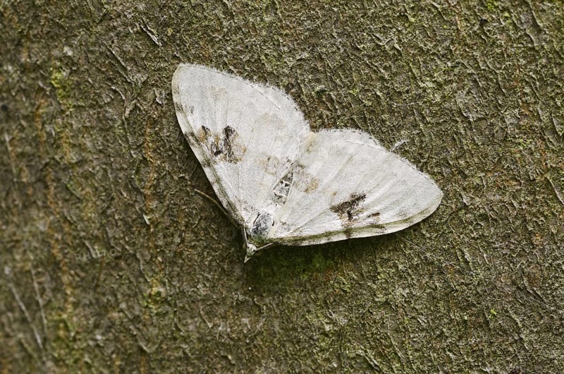 Black-banded leafhopper (Xanthorhoe montanata), North Rhine-Westphalia, Germany
