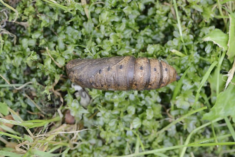 Elephant hawk-moth (Deilephila elpenor), pupa, North Rhine-Westphalia, Germany