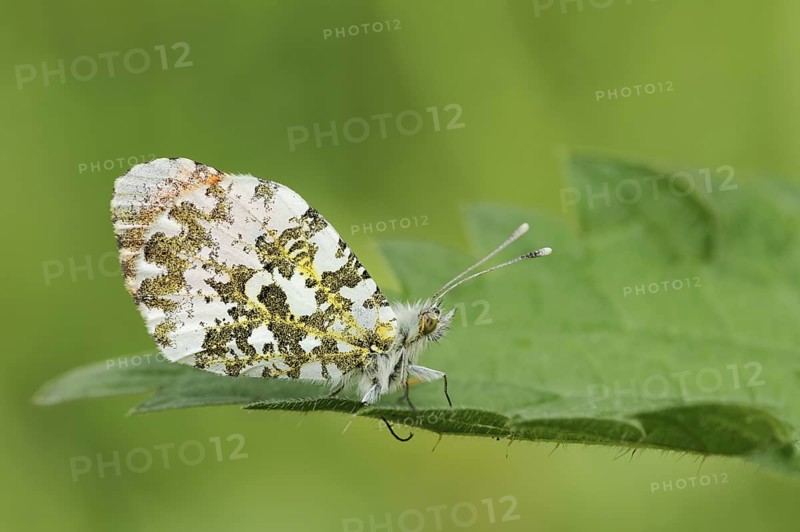 Aurora butterfly (Anthocharis cardamines), male, North Rhine-Westphalia, Germany