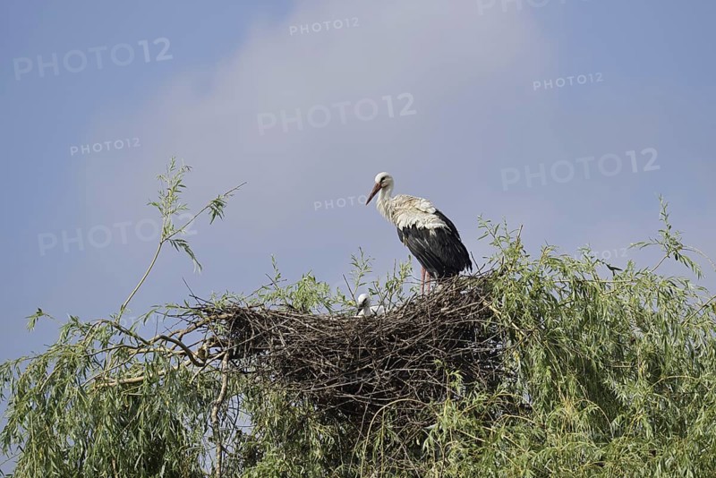 White stork (Ciconia ciconia) with chicks in the nest on a willow (Salix), North Rhine-Westphalia, Germany