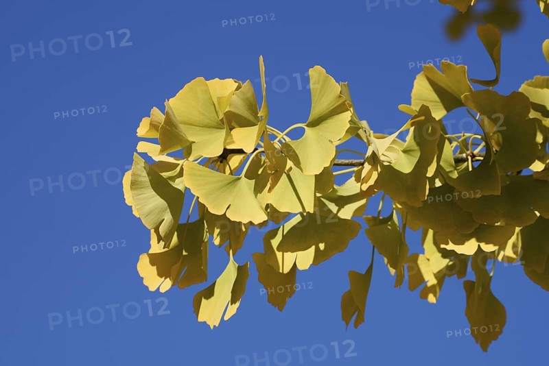 Ginkgo or Ginko (Ginkgo biloba), leaves in autumn, North Rhine-Westphalia, Germany