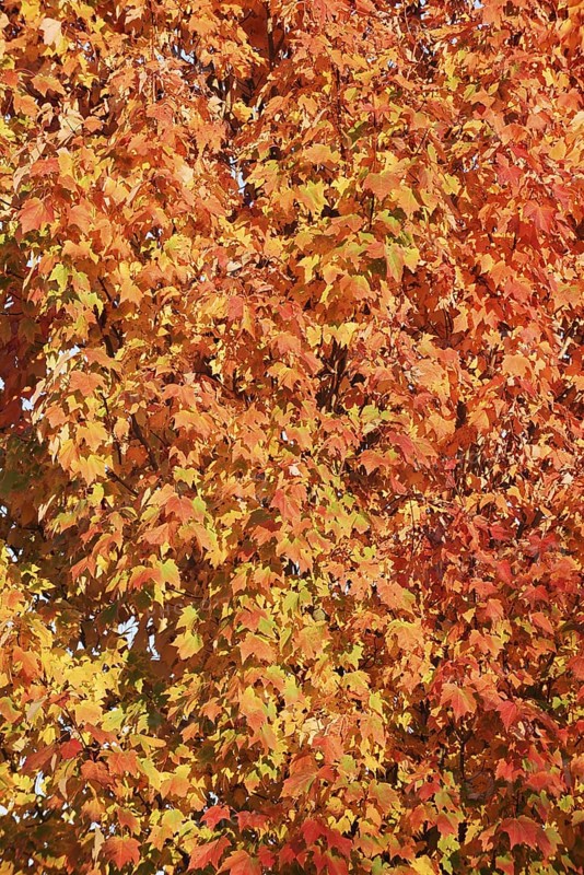 American sweetgum or starfish tree (Liquidambar styraciflua) in autumn, North Rhine-Westphalia, Germany