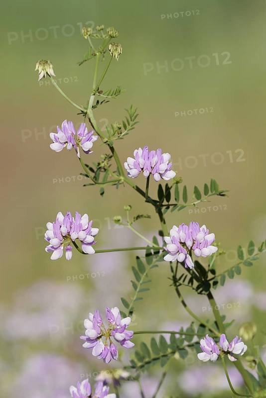 Colourful crown vetch (Securigera varia, Coronilla varia), flowering, North Rhine-Westphalia, Germany