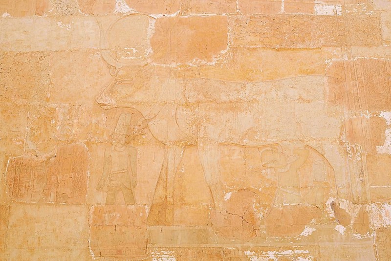 Relief of the Hathor Cow, Temple of Hatshepsut, Mortuary Temple of Hatshepsut, Deir el-Bahari, Thebes, Luxor, Egypt