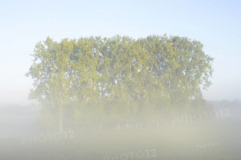 Bastard black poplars or Canada poplars (Populus x canadensis, Populus x euramericana) in the morning mist, autumn, North Rhine-Westphalia, Germany