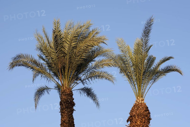True date palm (Phoenix dactylifera), Egypt