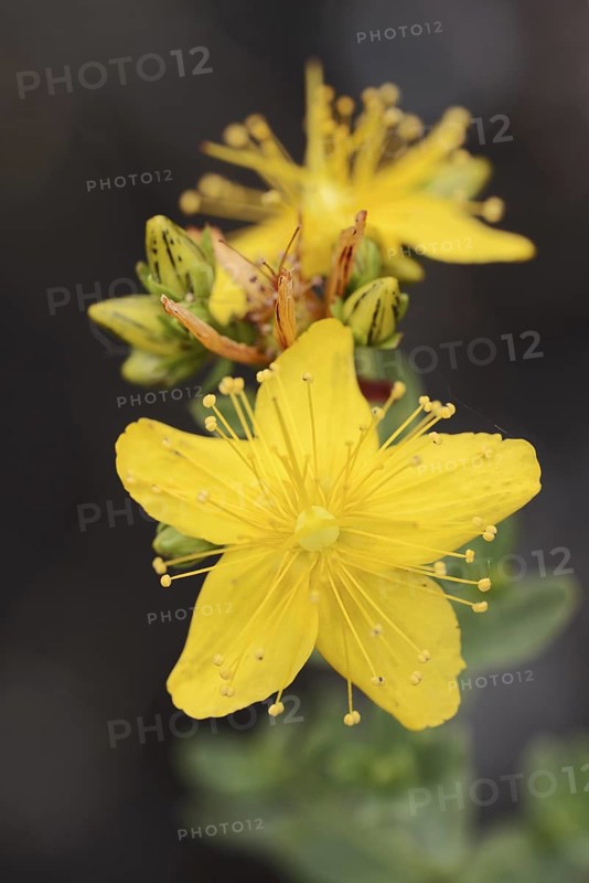 Common St John's wort or St John's wort (Hypericum perforatum), flower, North Rhine-Westphalia, Germany