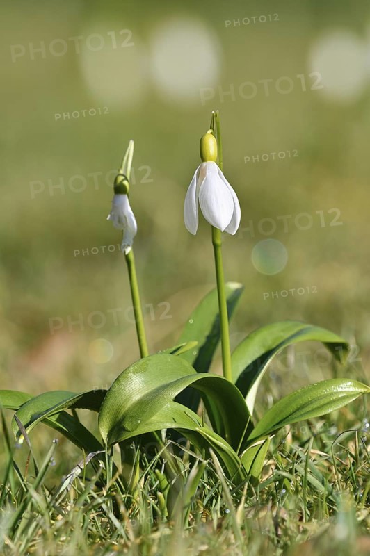 Snowdrops (Galanthus spec.), North Rhine-Westphalia, Germany