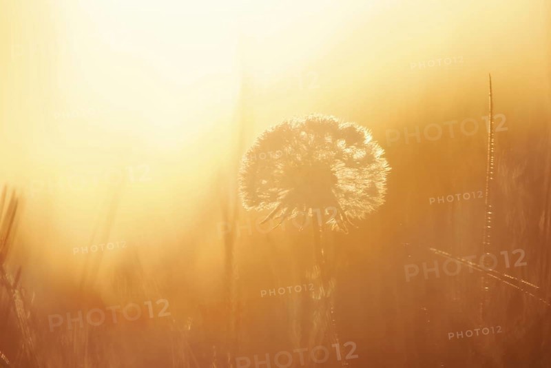 Common dandelion (Taraxacum officinale), fruit stand backlit at sunrise, North Rhine-Westphalia, Germany